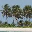 p1050019 - plages palmiers.jpg
